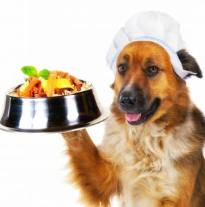 dieta barf o dieta natural para perros o bichon maltes