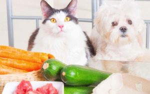 dieta barf en perros y gatos